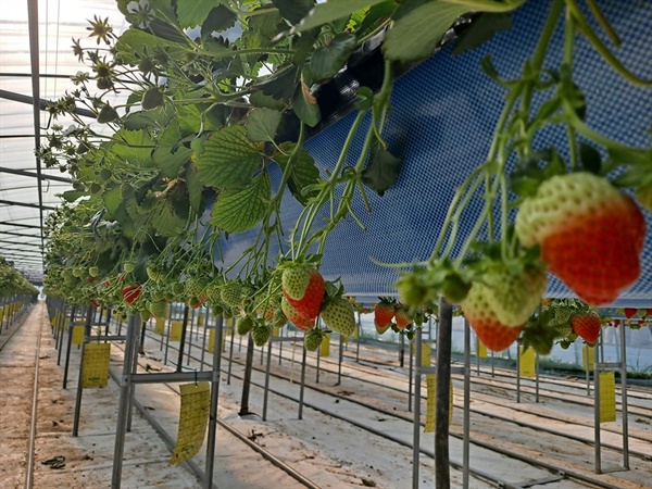 딸기는 고설베드에서 양액 재배를 한다. 딸기가 주렁주렁 열렸다.