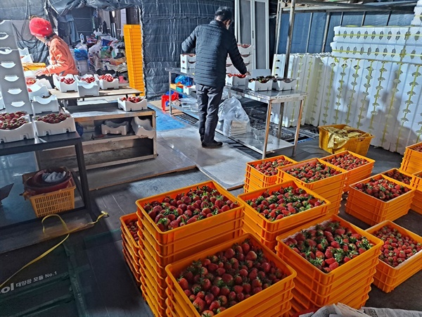 시설하우스 3동 800평(2,645m²)에서 하루 80킬로에서 100킬로의 딸기를 수확한다.