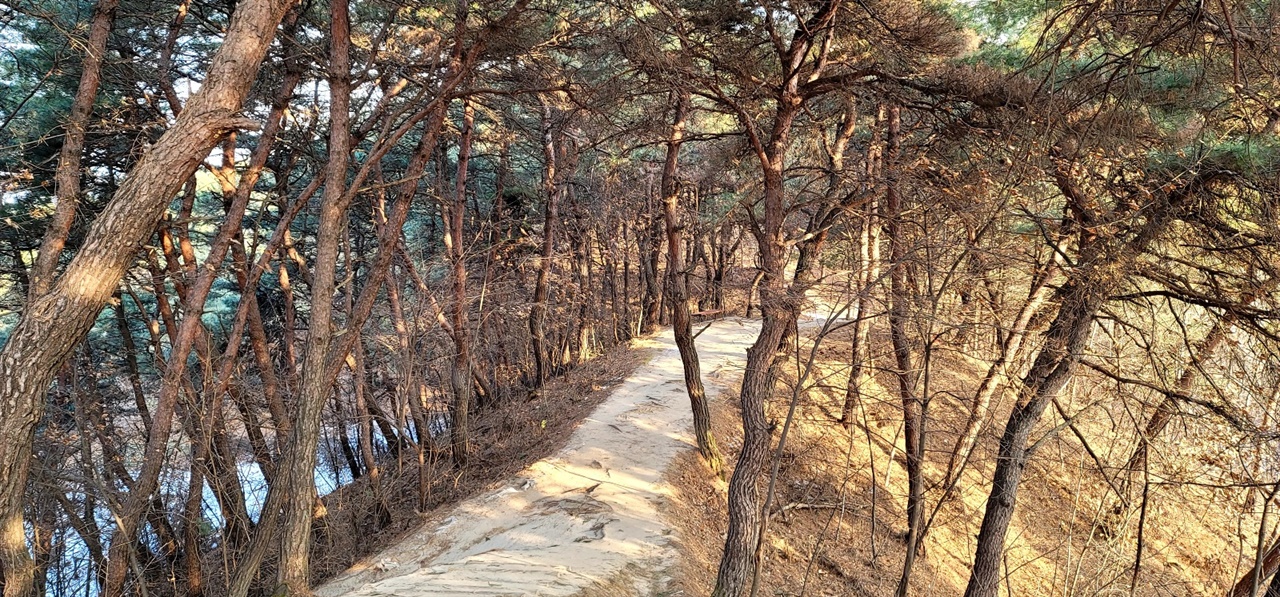 소나무 숲 뚜께바위 등산로는 소나무 숲이 울창하다. 경북 영주시민들이 여러 곳으로 올라와 휴식하는 공간이다