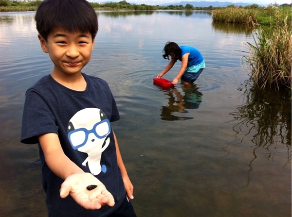 아이들이 강에 들어가 직접 다슬기를 잡고 물고기를 잡는 생체험의 장이 펼져집니다. 보만 걷어내면 됩니다 .