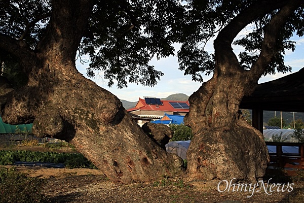 세월이 만만치 않아 보이는, 수령이 400년 된 느티나무. 성주군 동포리.