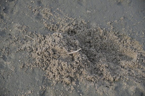 수달이 놀다 간 흔적. 수달은 이렇게 모래성 흔적을 남기며 영역 표시를 한다. 