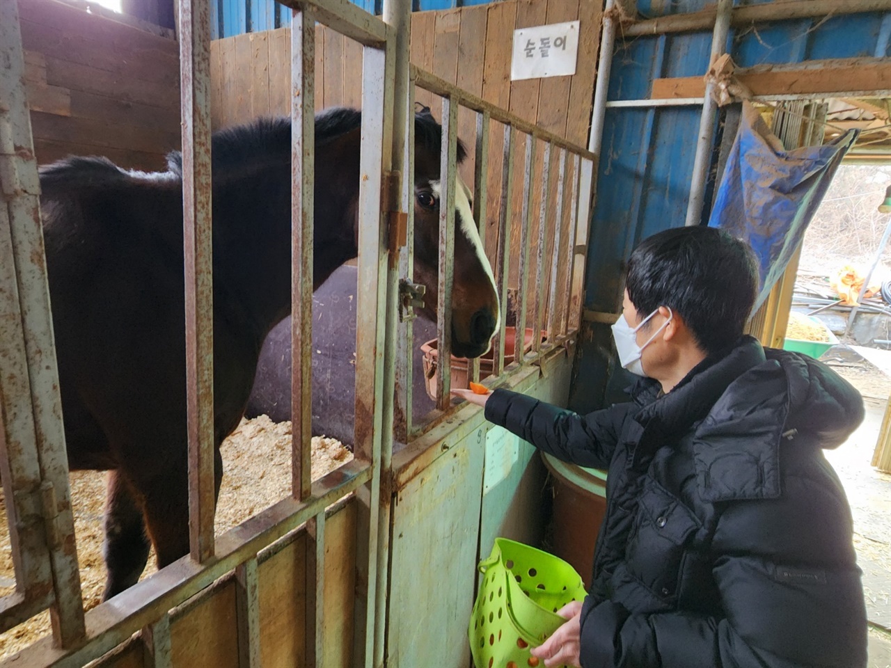 승마 후 말에게 당근을 먹이로 주고 있는 기자의 모습. 