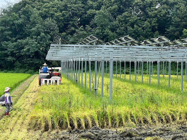 2022년 9월 1일 경남 함양군 함양읍 신관리 기동마을 영농형태양광 발전소에서 농민들이 조평벼를 수확하고 있다(자료사진). 