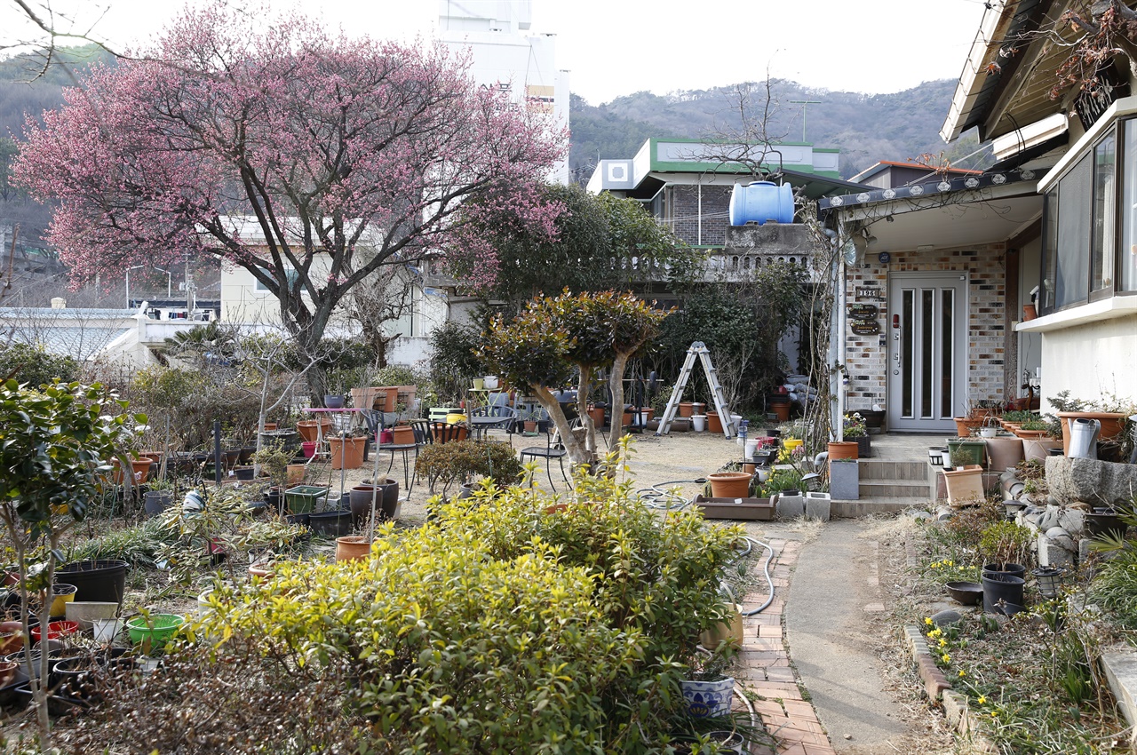 순천 매곡동의 오래된 집 마당에 활짝 핀 홍매화. 김준선 전 순천대 교수의 집이다. 지난 2월 23일 풍경이다.
