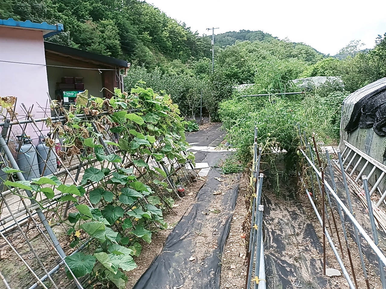  황분희씨 내외는 텃밭에서 가족들과 함께 먹을 채소, 과일들을 재배한다