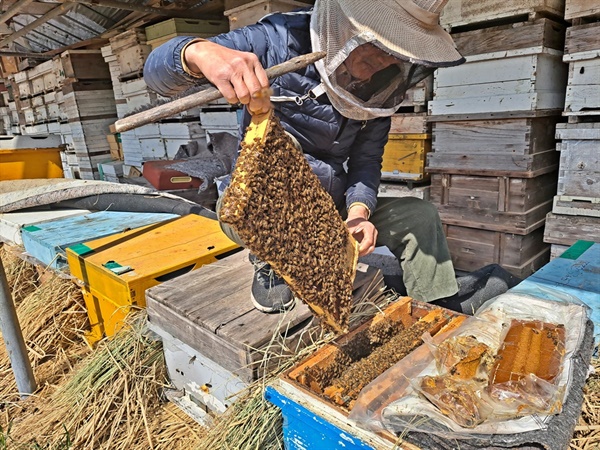꿀벌지기 조요한씨가 벌이 가장 많은 소비를 꺼내 들고 있다. 