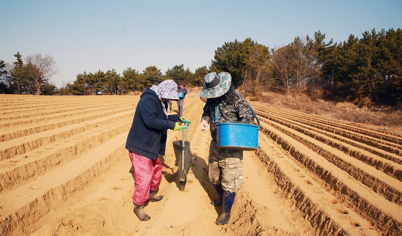  서산에서는 경칩을 앞두고 서산 9품 중 하나인 팔봉산 감자 파종이 한창이다.