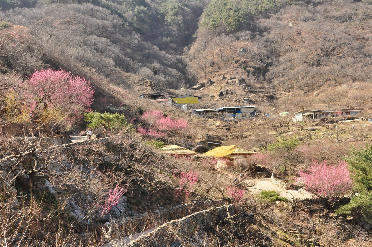  농원 뒷길 팔각정에서 바라본 매화마을. 곧 만개한 매화로 하얗게 뒤덮이리라.