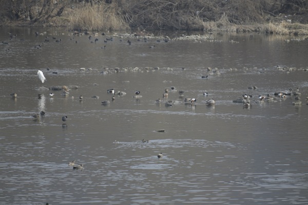 여러 종류의 새들이 자리잡고 쉬고 있는 금호강 신천 합수부의 모습이다. 