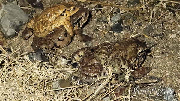 지난 6일 부산 온천천 생태연못에서 포접에 들어간 성체 두꺼비 모습(큰 두꺼비가 암컷, 작은 두꺼비는 수컷)