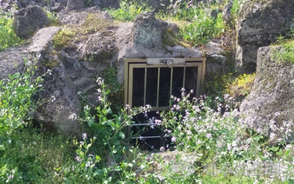 철문에 자물쇠를 채워 놓은 빌레못동굴 입구. 비극의 현장에 조화인 양 야생화가 피어 있다.