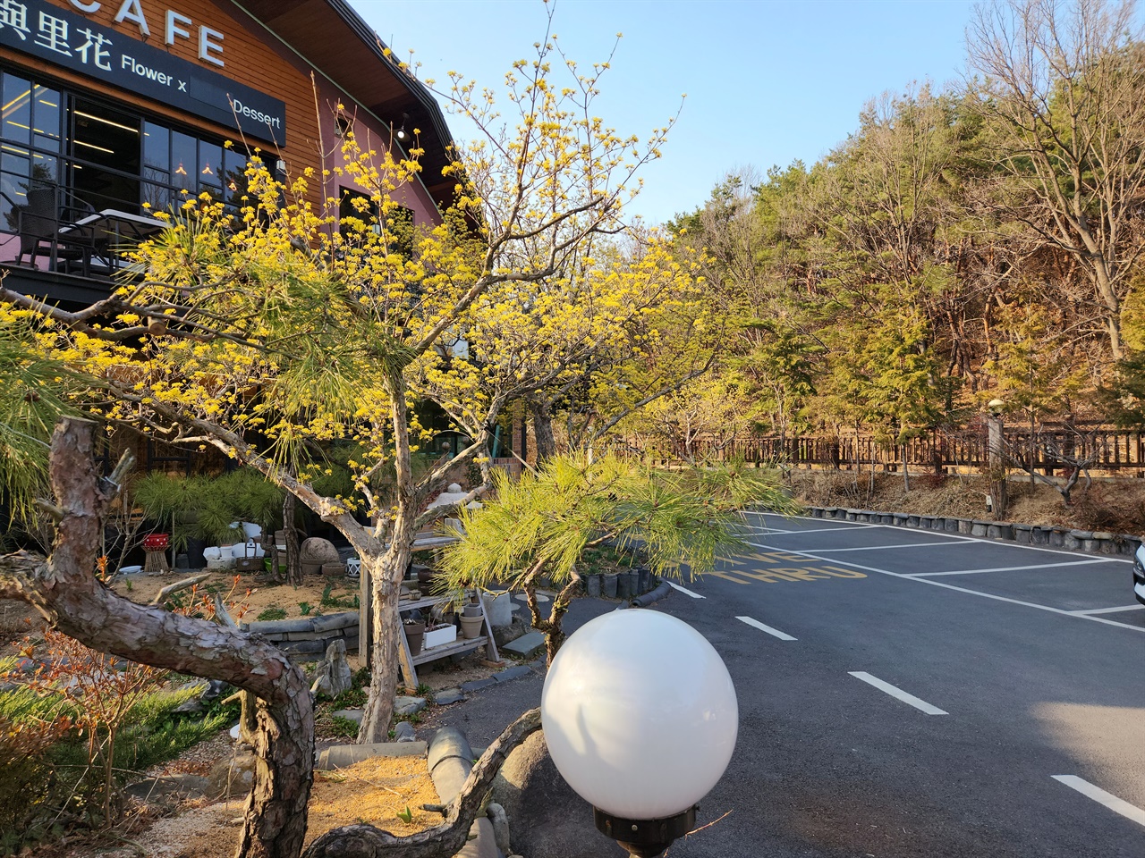  경주시 충효동 생태습지원 주변 카페 정원에 핀 산수유 개화 모습