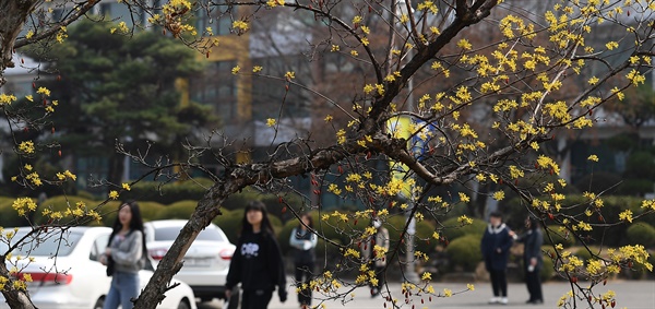  경남도립거창대학의 산수유꽃.