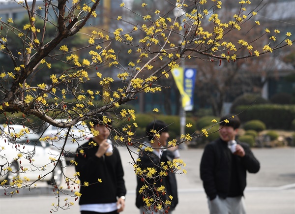  경남도립거창대학의 산수유꽃.