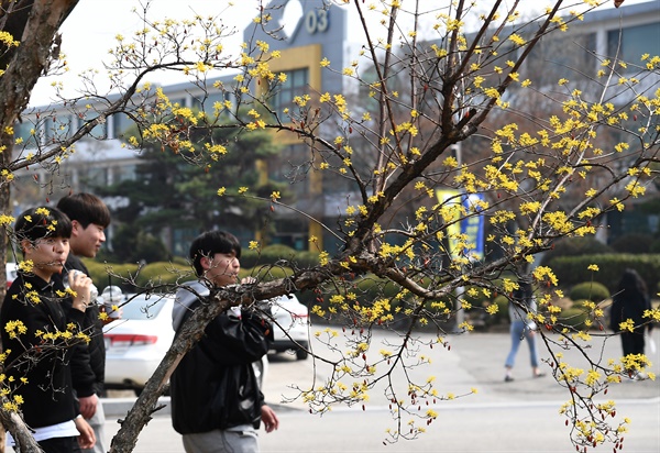  경남도립거창대학의 산수유꽃.