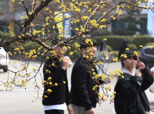  경남도립거창대학의 산수유꽃.