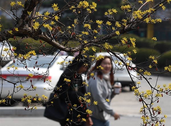  경남도립거창대학의 산수유꽃.