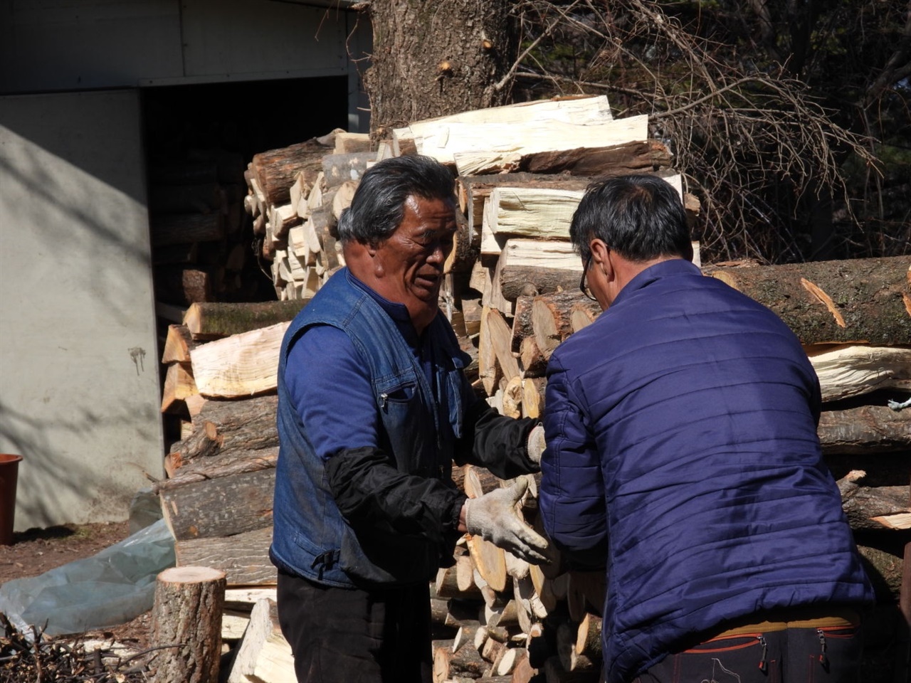 박종호씨와 이종익씨가 땔감용 통나무를 가지런히 쌓고 있다.