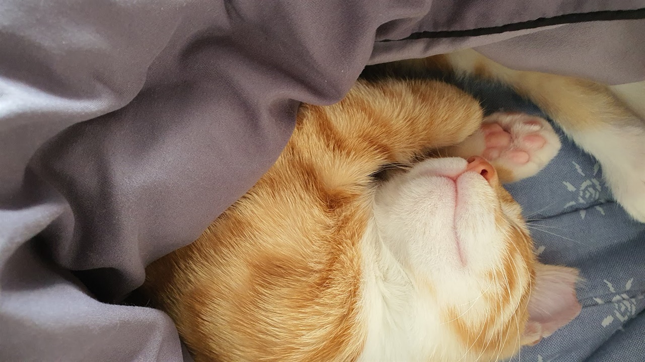 침대에서 자는 고양이, 잘 때 표정을 보면 아기 같다. 
