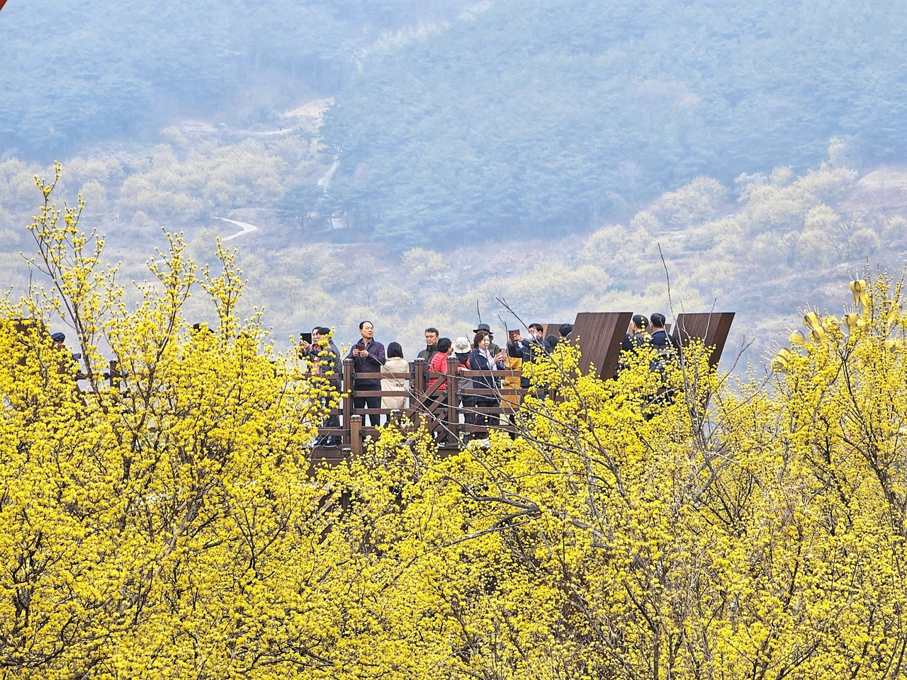 노란 산수유꽃을 배경으로 기념 사진을 찍는 관광객들