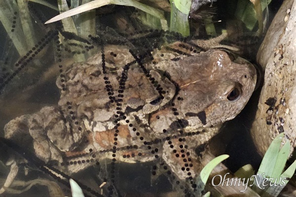 이달 초 부산 온천천 생태연못에 알을 낳은 두꺼비의 모습. 자세히 보면 알 아래로 수컷이 암컷에 붙어 포접(짝짓기)하는 모습이다. 