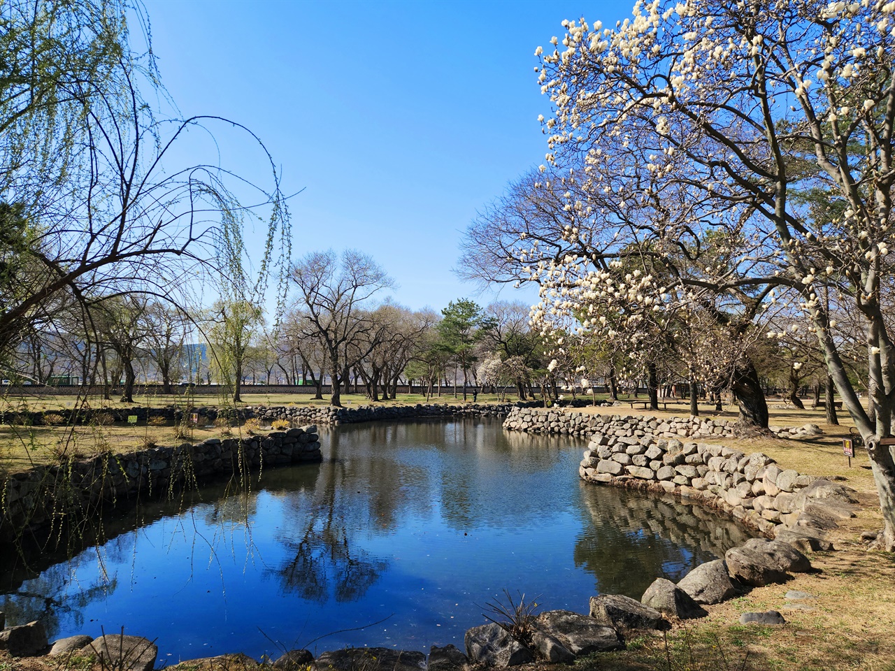 경주 오릉 서쪽 연못에 있는 목련 사진 포인트(2023.3.13)