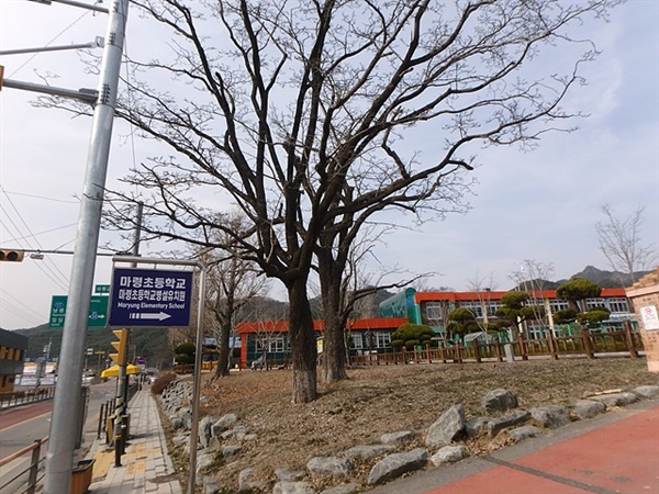마령초등학교 교정에 있는 이팝나무 모습. 천연기념물 제214호인 진안 평지리 이팝나무군은 수령 250년이 넘는다.  