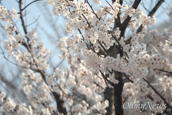 3월 18일 창원시가지에 활짝 핀 벚꽃.
