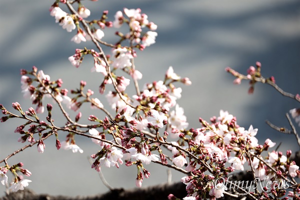 3월 18일 창원진해 시가지 벚꽃.