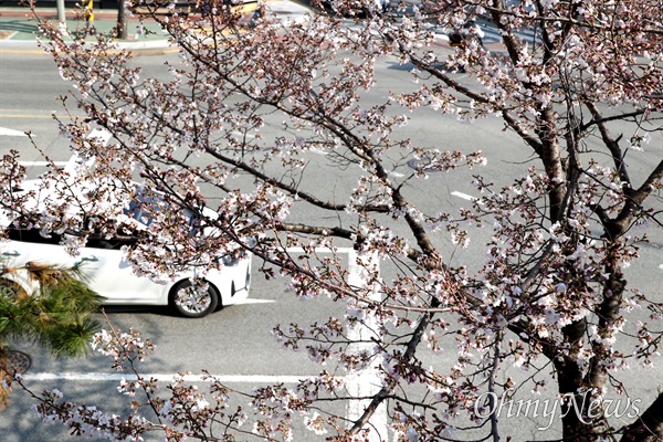 3월 18일 창원진해 시가지 벚꽃.