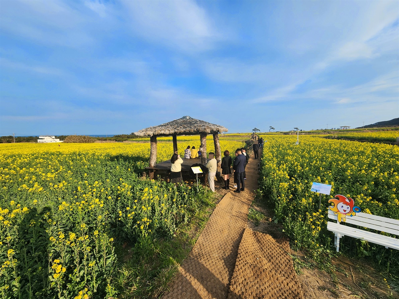  포항 호미반도 경관농업단지 유채꽃밭에 설치된 원두막 모습(2023.3.18)
