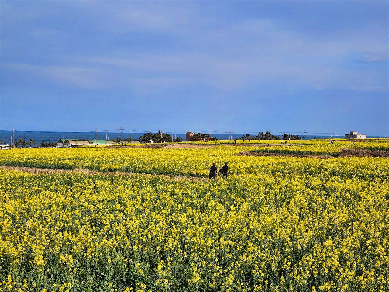  동해안 최대 규모를 자랑하는 포항 호미반도 유채꽃밭 모습(2023.3.18)