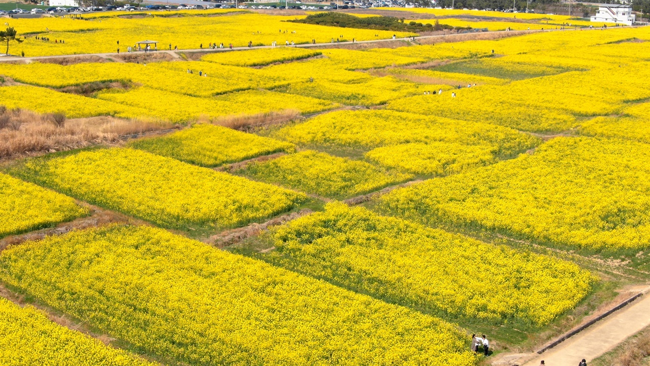  호미반도 유채꽃밭을 드론으로 공중 촬영한 모습