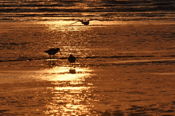 낙조 빛을 받고 새들이 뻘밭에서 먹이활동을 하고 있는 모습이 한폭의 그림이다. 