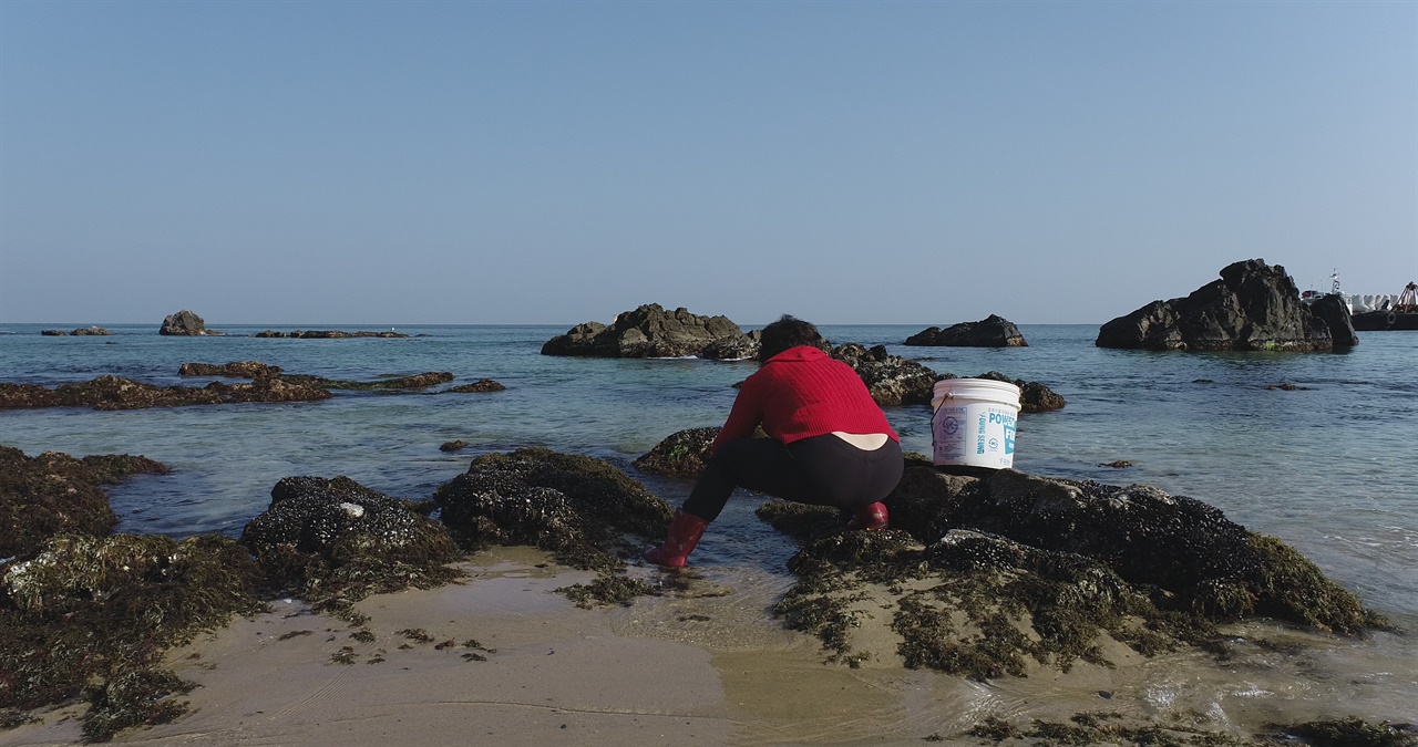 해조류 채취 암반이 잘 형성된 지역에서 고르매를 채취하는 마을주민