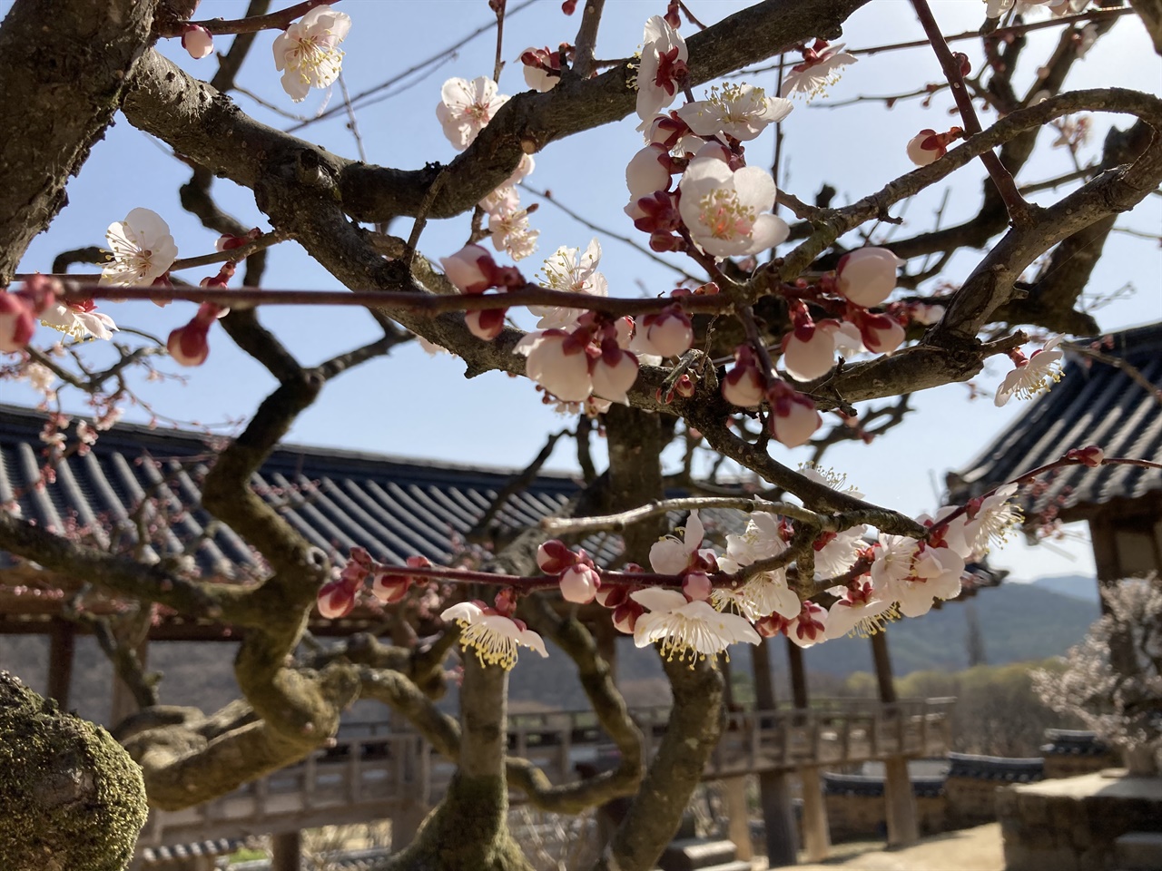 봄꽃(홍매화)이 만발한 안동 병산서원 