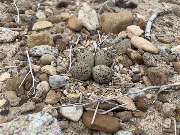 금강 모래톱에서 발견된 꼬마물떼새 알, 최근 공주보 담수로 물떼새가 알을 낳을 곳이 사라지고 뻘만 가득하다.