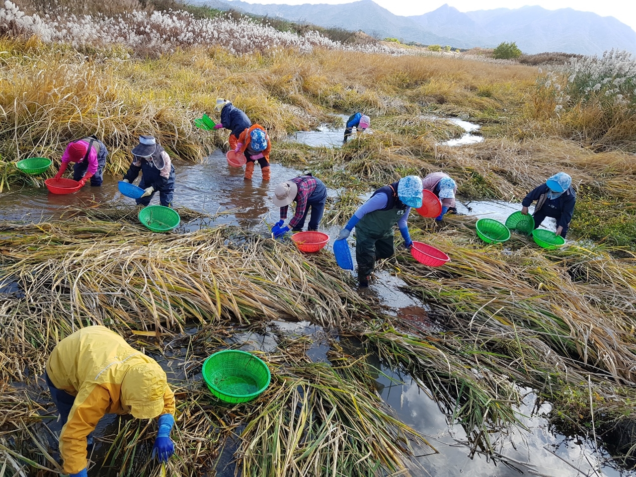 전남 영암군 용산여자경로당 회원들이 맑은 하천에서 토하를 잡는 공동작업을 하고 있다.
