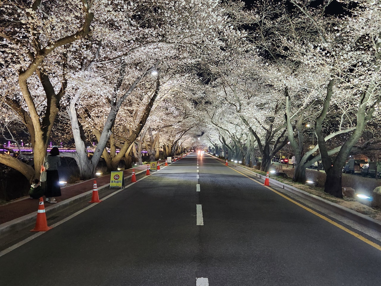 22일 현재 개화율 50% 이상을 보이고 있는 경주 흥무로 벚꽃길 야간경관조명 모습(2023.3.22)