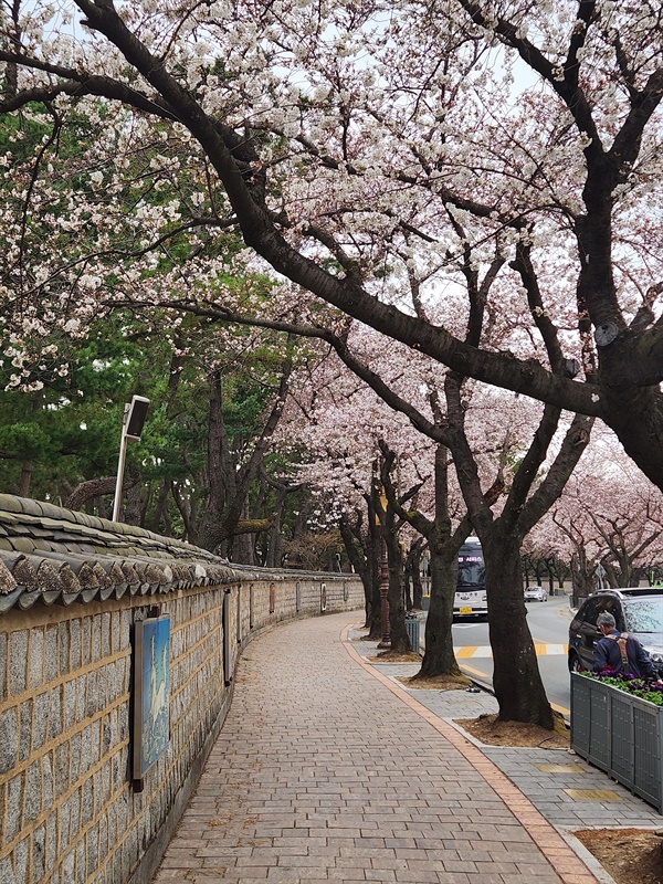 경주벚꽃축제를 개최하는 대릉원 돌담길 앞 모습(2023.3.22)