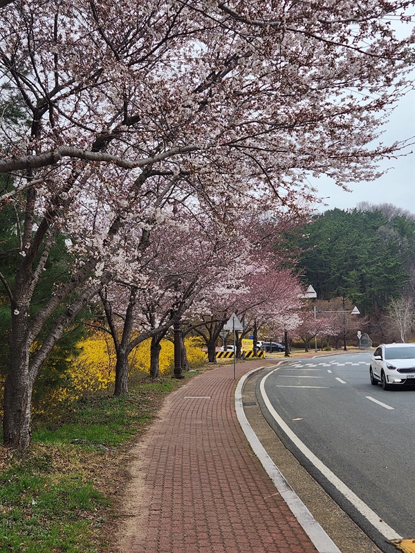 경주 시내 흥무공원 앞 벚꽃길 모습(2023.3.22)