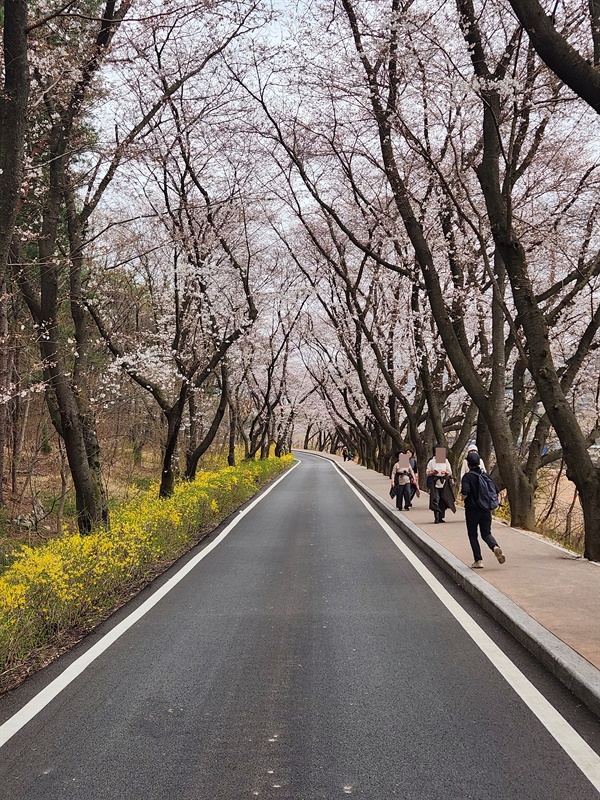  경주 김유신 장군 일방도로 벚꽃길 모습(2023.3.22)