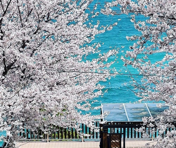 거제시 최초의 벚꽃축제인 장승포 해안 벚꽃축제는 오는 25일부터 26일까지 이틀간 ‘벚꽃 내리는 바다, 장승포블라썸’이란 슬로건으로 열린다.