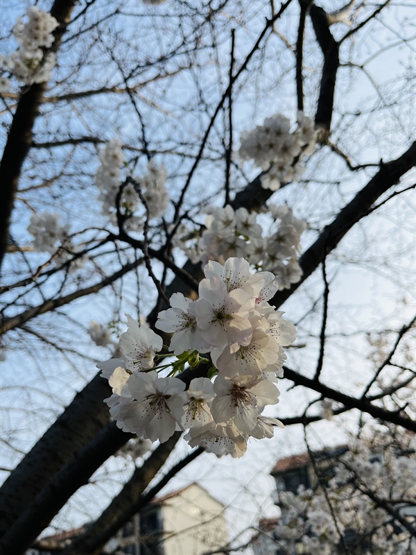 당초 예상보다 일찍 벚꽃이 피어났다. 현재 제주도에는 유채꽃과 벚꽃, 목련, 조팝나무꽃 등 수많은 봄꽃이 동시에 피어난 상태다.