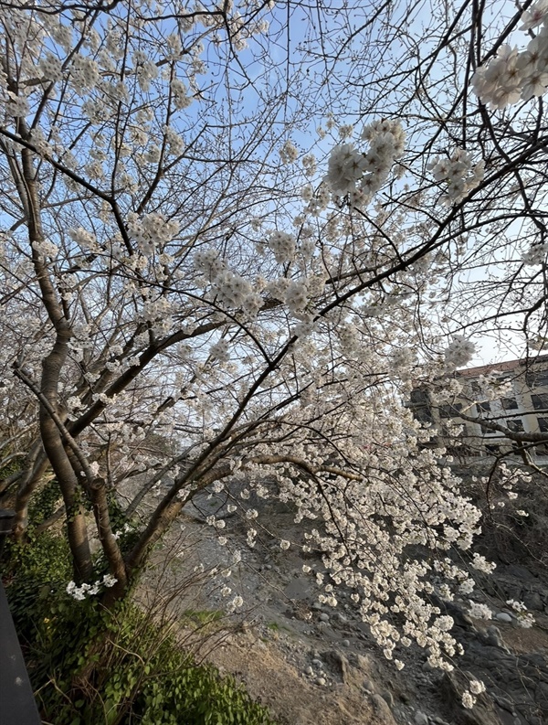 당초 예상보다 일찍 벚꽃이 피어났다. 현재 제주도에는 유채꽃과 벚꽃, 목련, 조팝나무꽃 등 수많은 봄꽃이 동시에 피어난 상태다.