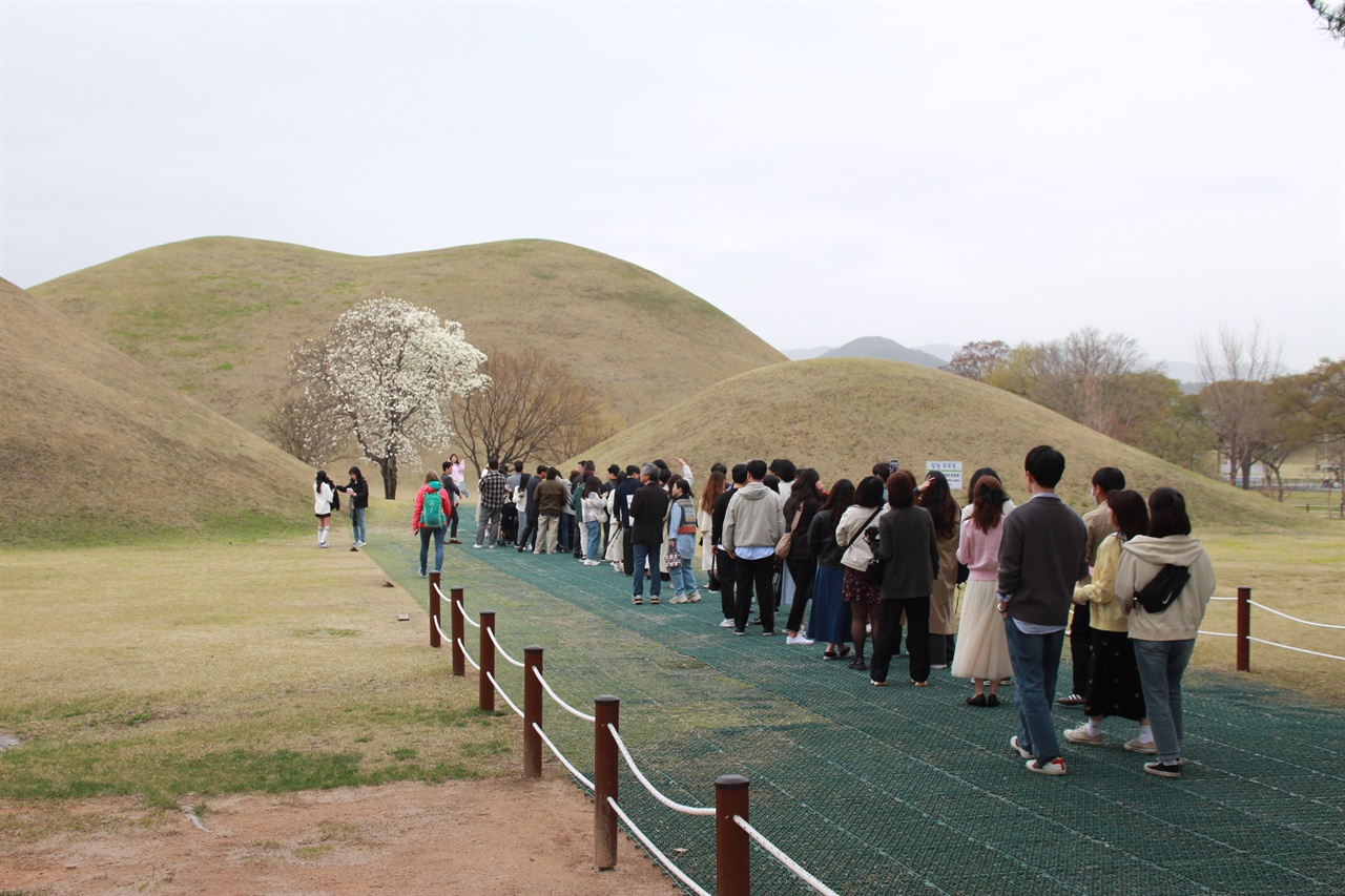 벚꽃과 함께 대릉원 내 목련 사진 포인트도  관광객들로 붐비는 모습