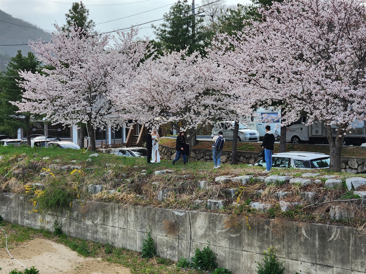  경주 흥무로 벚꽃길 생태하천 벚나무 아래에서 웨딩촬영 중인 예비부부 모습(2023.3.25)