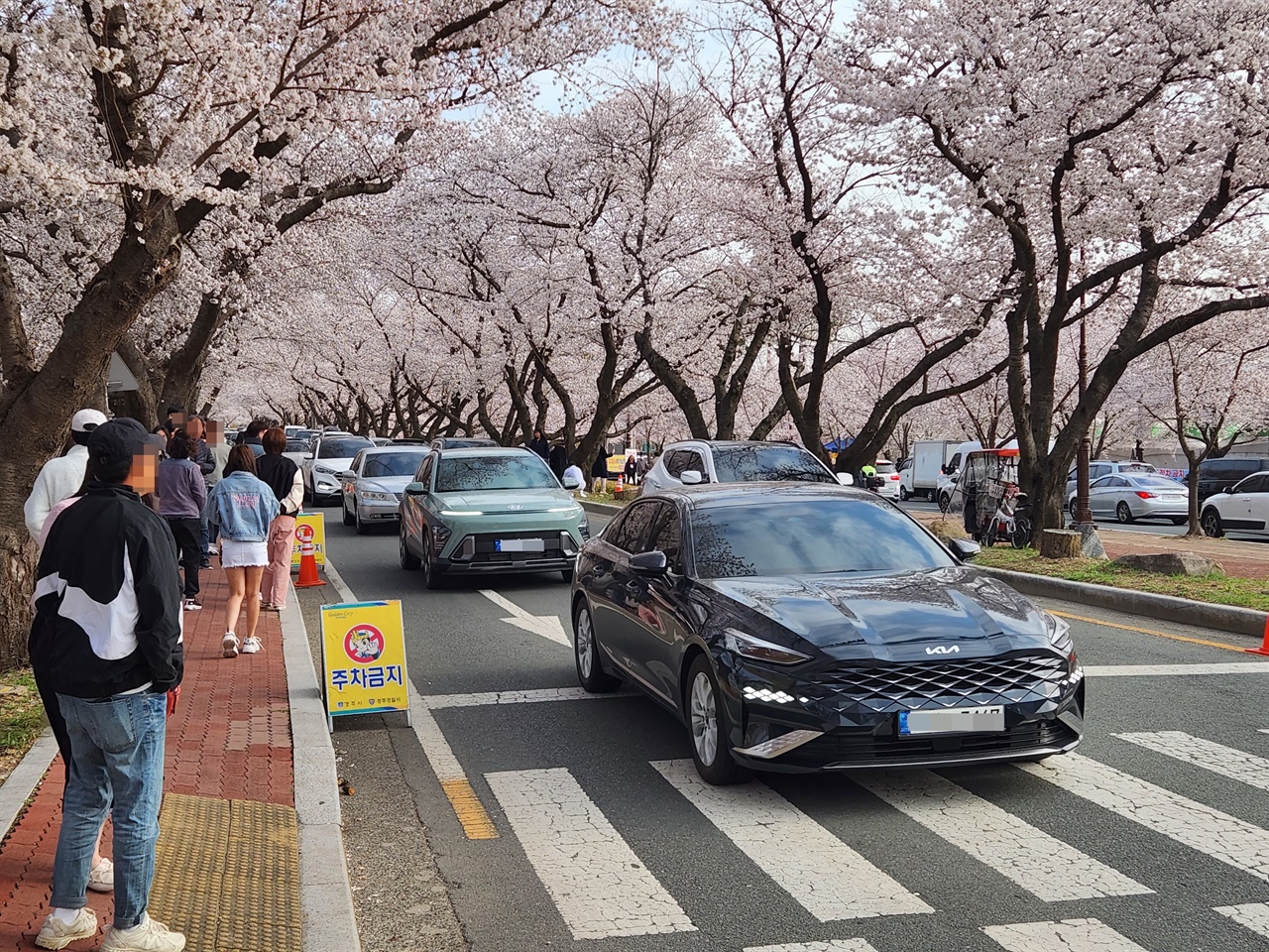  경주 벚꽃 명소인 흥무로 벚꽃길 차량 정체 모습