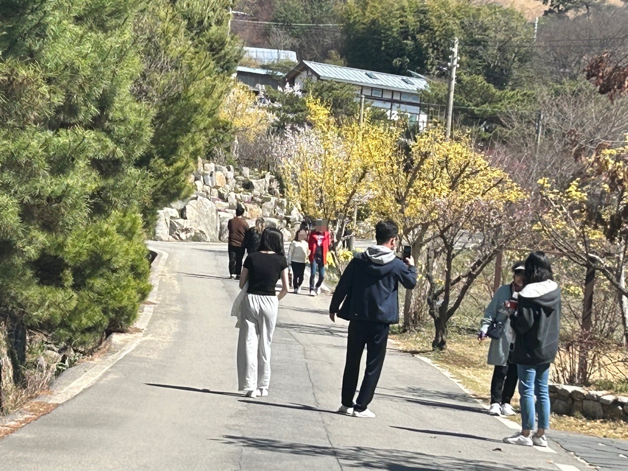  26일 찾은 구항면 거북이마을은 산수유 군락지로 봄꽃을 보기 위해 방문한 나들이객으로 북적였다.